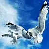 Gulls flying against a blue sky
