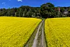 Yellow rape blossom field with a gravel path leading into wooded hills on a sunny day.
