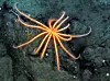 The glowing brisingid starfish with its long arms rests on the dark seafloor.