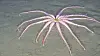 The long-armed brisingid starfish rests on the seafloor.