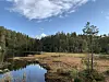 Wetland and forest pond under a blue sky with reflections in still water.