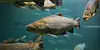 Salmon swimming in water