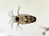Close up of salmon louse larva