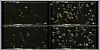 Four-panel microscope composite showing plankton specimens, some marked as nauplius and copepodites.