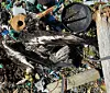 A dead bird lying amongst colourful plastic pieces on a beach