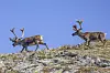 Two reindeer walk across a rocky mountain ridge beneath a clear blue sky.