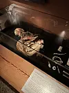 The display case containing the Uvdal girl. The information panel about her can also be seen.