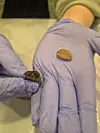 Gloved hands holding two small brown lumps