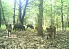 A group of wild boars in a forest area.