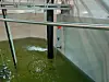 An indoor fish tank with a greenish water surface, a metal frame, and technical equipment.