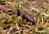 Close-up of an earthworm crawling through moss, grass, and soil.