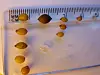 Small earthworm cocoons of various sizes lie on a ruler.