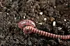 Close up of a worm with stripes in soil