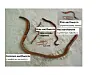 Illustration showing several common earthworm species in Norway with their names and sizes.