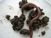 An earthworm lying among clumps of soil on a light background.