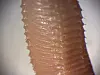 Close up of an earthworm