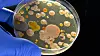 A gloved hand holds a petri dish covered with bacterial colonies.