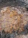 Close-up of light and dark organic material and damp debris.