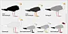 Drawings of seven seagulls and their markings.