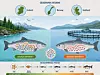 Infographic showing salmon from Ireland, Norway and Scotland with contrasting genetic diversity.