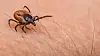 Close up of tick walking on skin