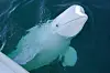 White beluga whale Hvaldimir swimming beside a boat in dark blue water.