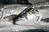 Close-up of salmon arranged on a conveyor at a seafood processing plant.