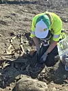 An archaeologist bends over one of the skeletons being excavated in the field.