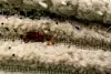 Close-up of beige fabric with dark bed bug faecal spots and a reddish-brown insect-like form.