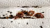 Bed bugs clustered among the woven fabric of a mattress.