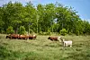 Cows in a field