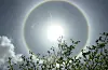 A ring around the sun in a cloudy sky, with treetops in the foreground.