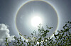 Lysende solhalo rundt solen over mørkt løvverk og skyer på himmelen.