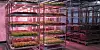 Stacked racks of leafy greens under pink LED lights inside Avisomo’s vertical farm near Oslo.