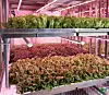 Rows of lettuce growing on tiered shelves beneath lights in an indoor farm.