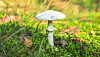 White mushroom surrounded by moss, grass and fallen leaves in a woodland.