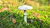 White mushroom surrounded by moss, grass and fallen leaves in a woodland.