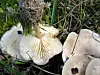Cluster of pale mushrooms among grass and leaf litter, with gills visible on the central cap.