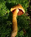 Amber mushroom with a ribbed underside growing among dense green moss.