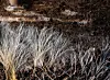 Fine white mycelium strands spread across dark decaying wood.