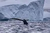 A dark whale surfaces beside a large blue-white iceberg in rippling polar waters.