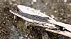 Close-up of an arrowhead made from a freshwater mussel shell. It is black and white and has begun to split apart.
