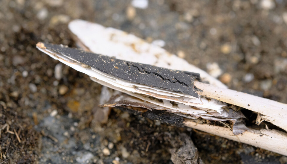 Close-up of an arrowhead made from a freshwater mussel shell. It is black and white and has begun to split apart.