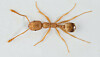 Brown-orange insect with an elongated, segmented body on a white background.