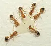 Close-up of several ants on a white surface.
