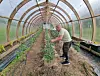 Adult tending rows of tomato plants inside a polytunnel greenhouse