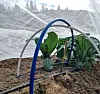 Tuscan kale plants growing in a raised bed beneath mesh and blue irrigation hoops.