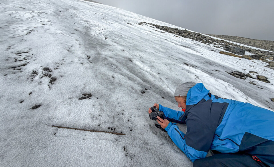An archaeologist lies on her stomach on the ice to photograph an arrow shaft lying in the ice.