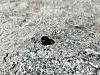 Small dark amber bead lying on gravel and soil.