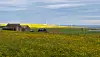 Yellow wildflowers in an Orkney field, with farm buildings and wind turbines on the distant horizon.